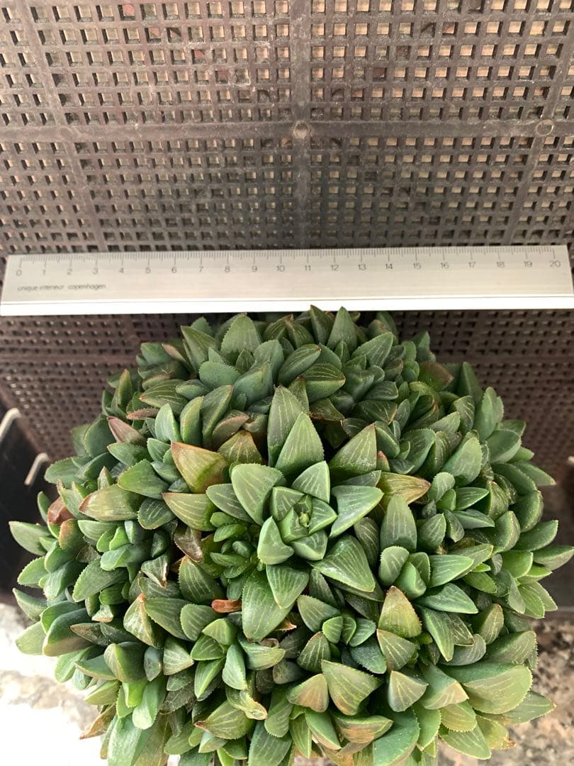 ❣️厳選❣️多肉植物❣️ハオルチア❣️ムチカ❣️群生株❣️鉢ごと❣️