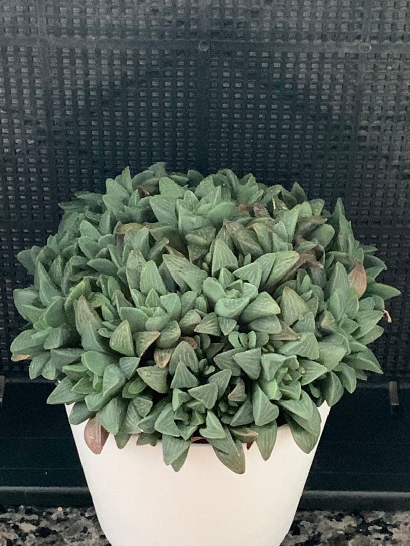 ❣️厳選❣️多肉植物❣️ハオルチア❣️ムチカ❣️群生株❣️鉢ごと❣️