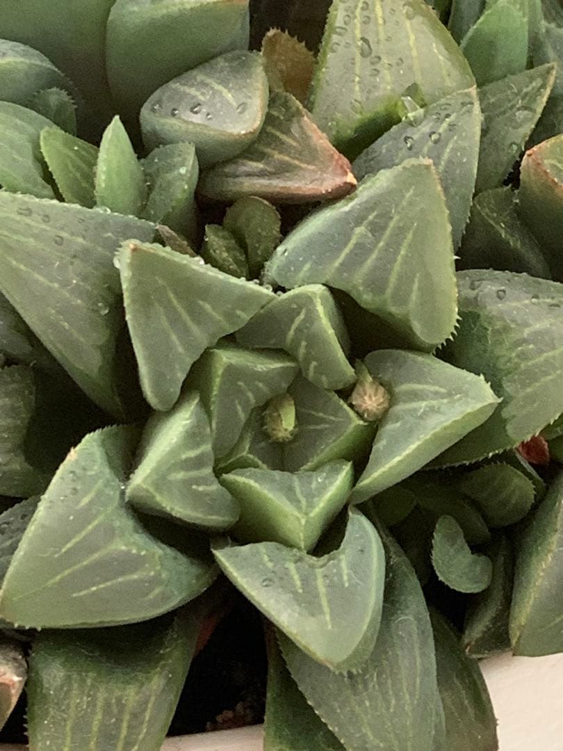❣️厳選❣️多肉植物❣️ハオルチア❣️ムチカ❣️群生株❣️鉢ごと❣️
