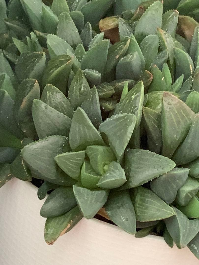 ❣️厳選❣️多肉植物❣️ハオルチア❣️ムチカ❣️群生株❣️鉢ごと❣️