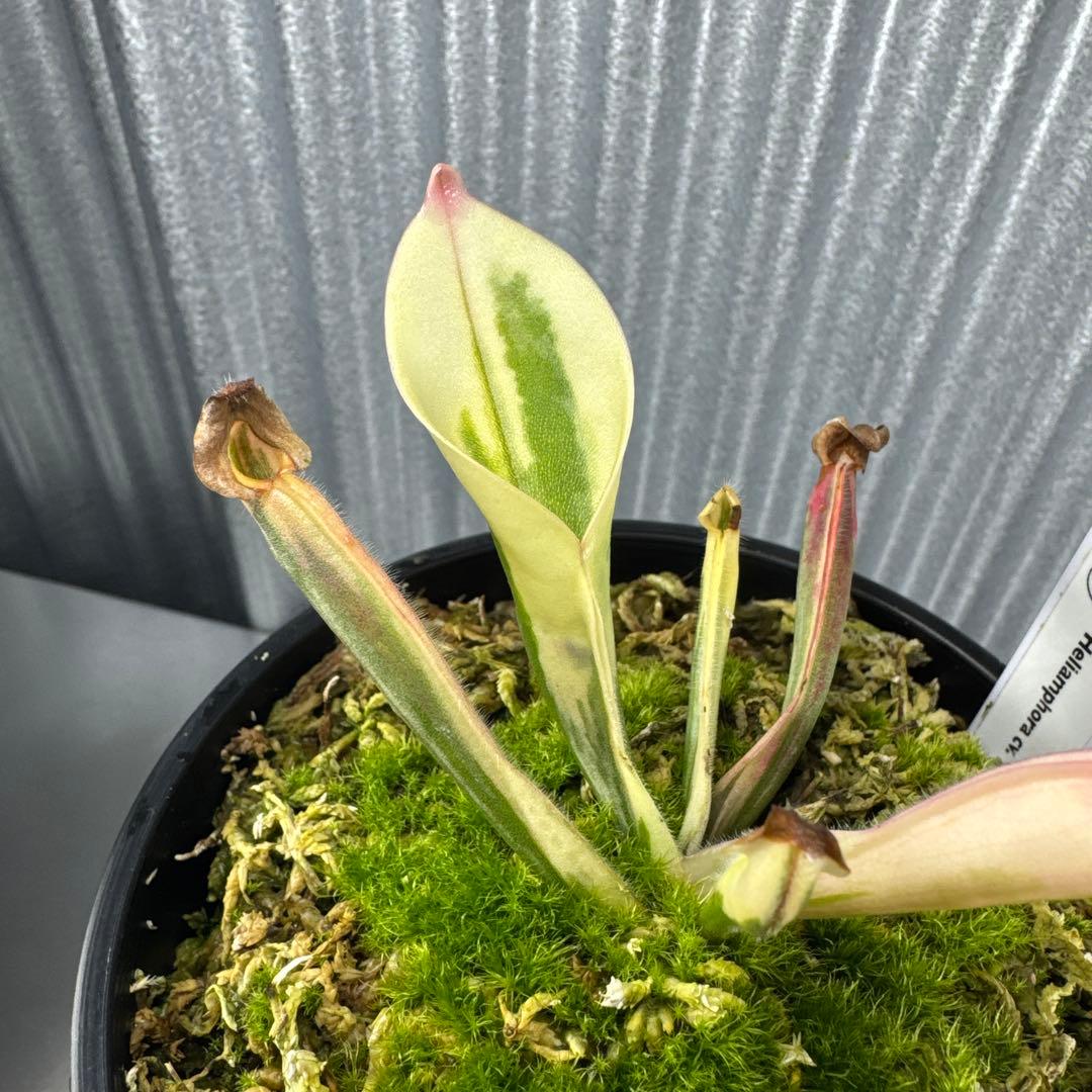 その他観葉植物 Heliamphora cv. 'BCP Flamingo'