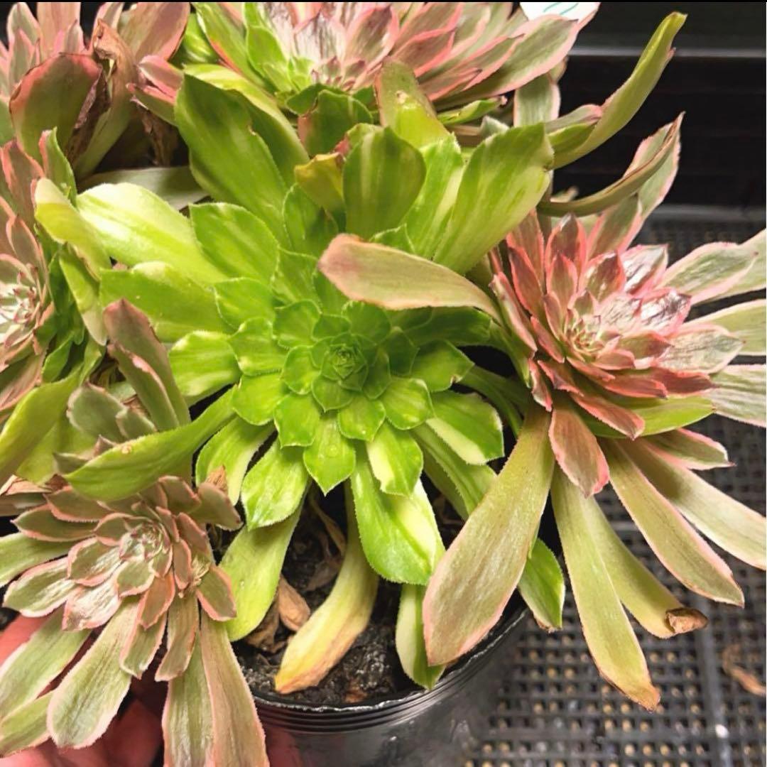 11 #多肉植物アエオニウム錦❤️花顏ピンクディジー❤️9大頭26cm