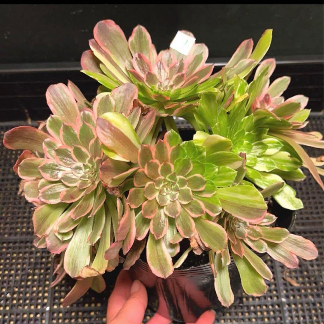 11 #多肉植物アエオニウム錦❤️花顏ピンクディジー❤️9大頭26cm
