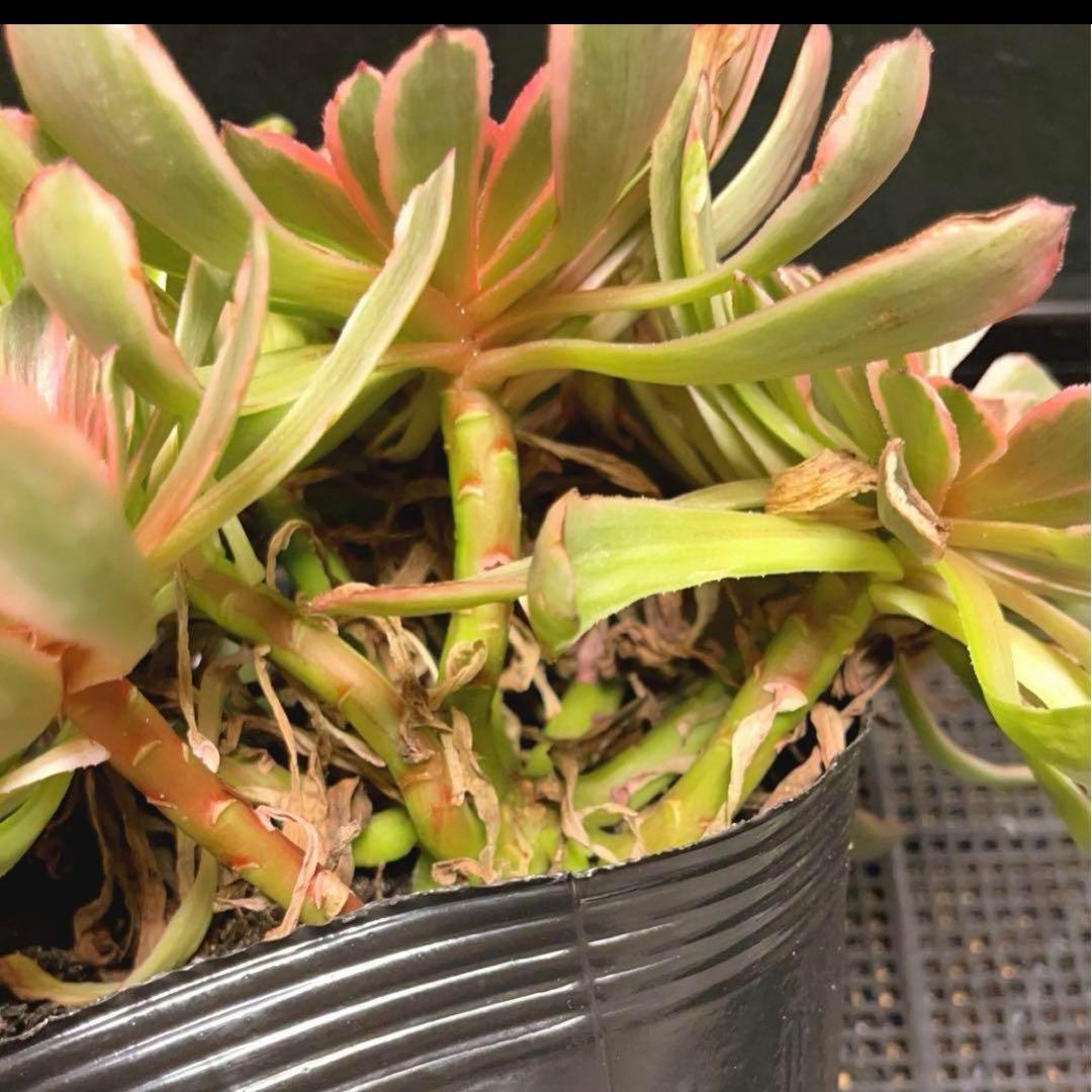 11 #多肉植物アエオニウム錦❤️花顏ピンクディジー❤️9大頭26cm
