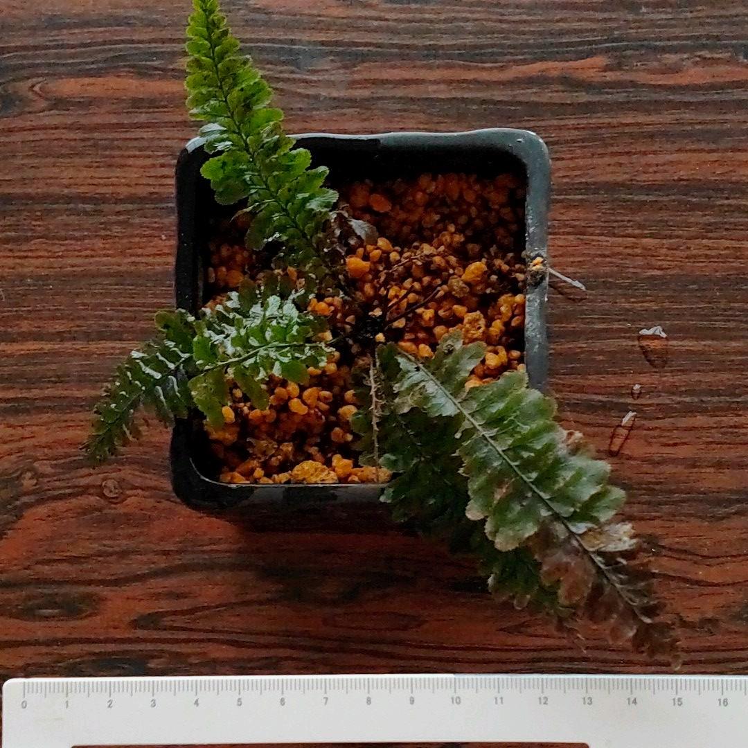 超希少種 ソテツホラゴケ  シダ植物  ホラゴケ  パルダリウム