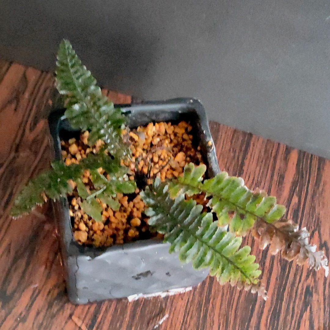 超希少種 ソテツホラゴケ  シダ植物  ホラゴケ  パルダリウム