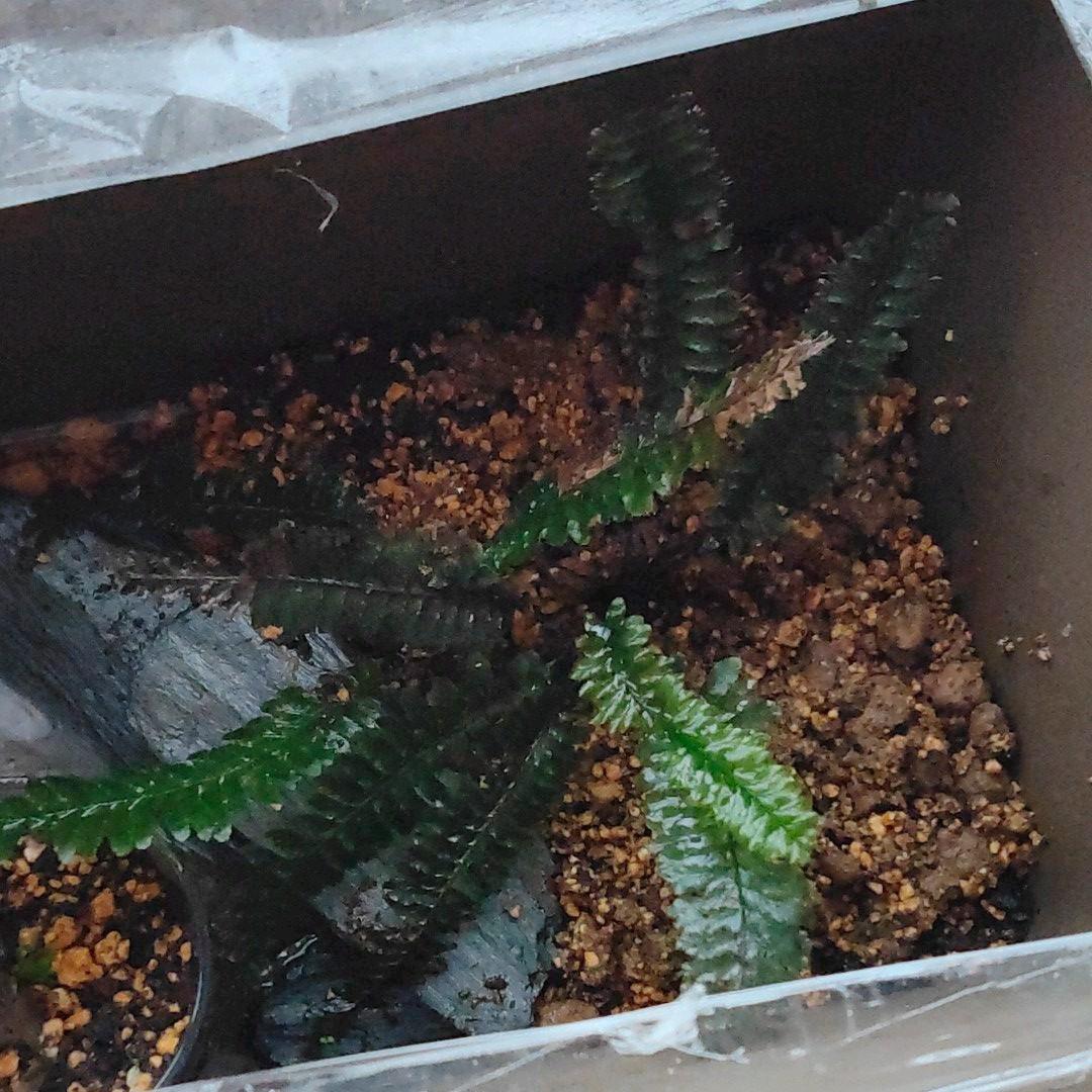 超希少種 ソテツホラゴケ  シダ植物  ホラゴケ  パルダリウム