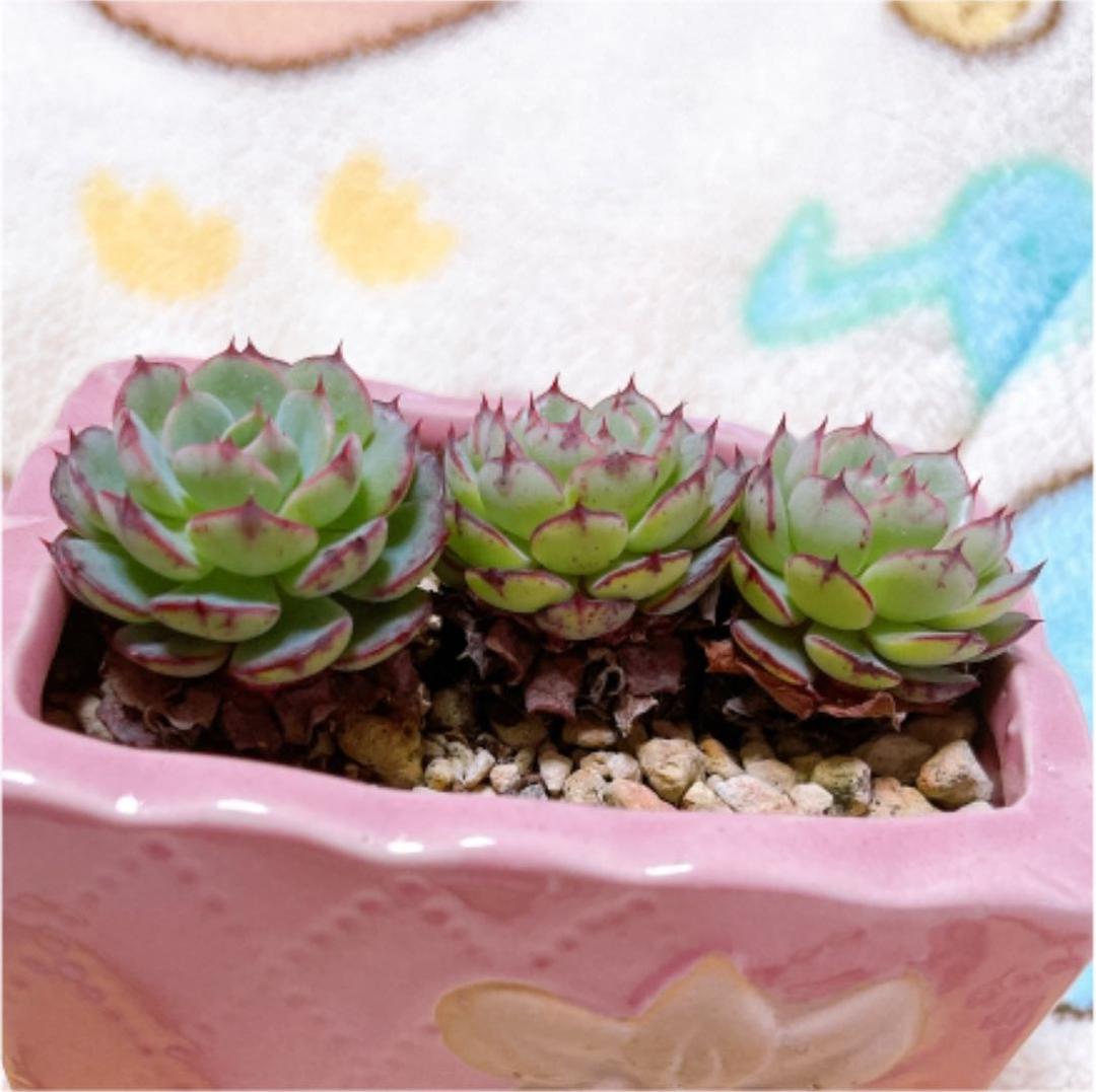 多肉植物❤️スモールサークル❤️3頭9cm!実生拔キ苗！