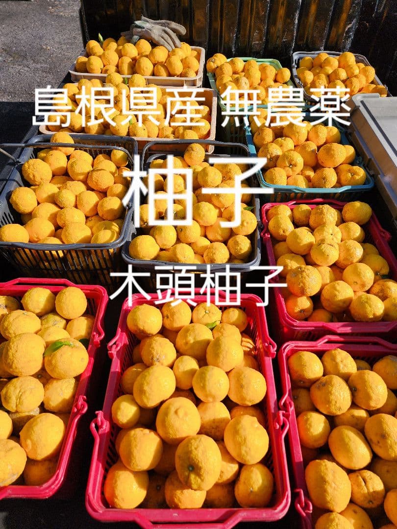島根県産 柚子 無農薬 20kg 木頭柚子 本柚子