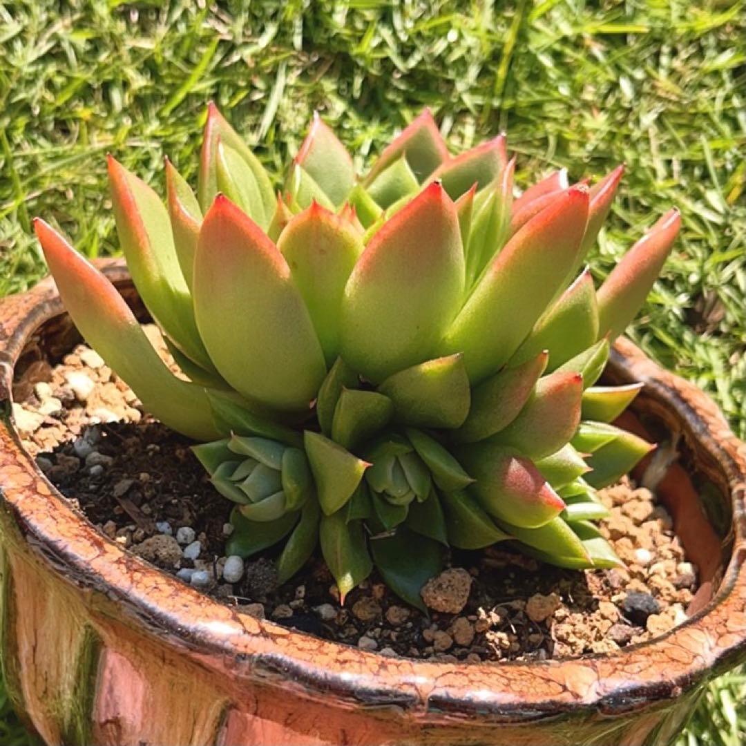 多肉植物❤️フロリディティール ❤️1大頭5小頭11cm拔き苗三年生セダム  おまけ