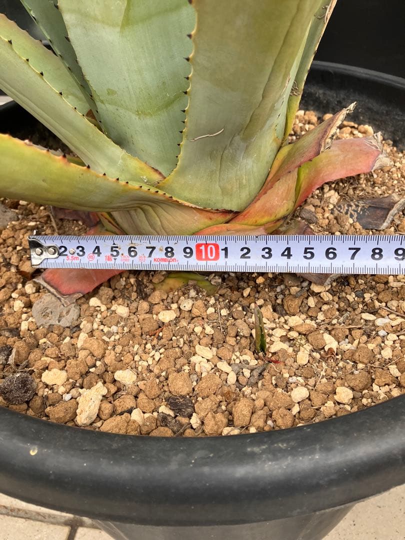 アガベ アメリカーナ アオノリュウゼツラン　大株 ドライガーデン Agave