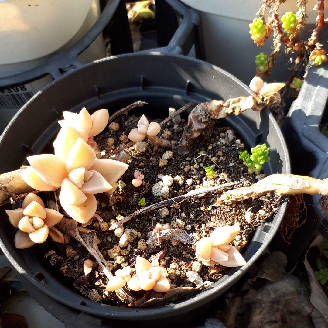 多肉植物　組み合わせ自由