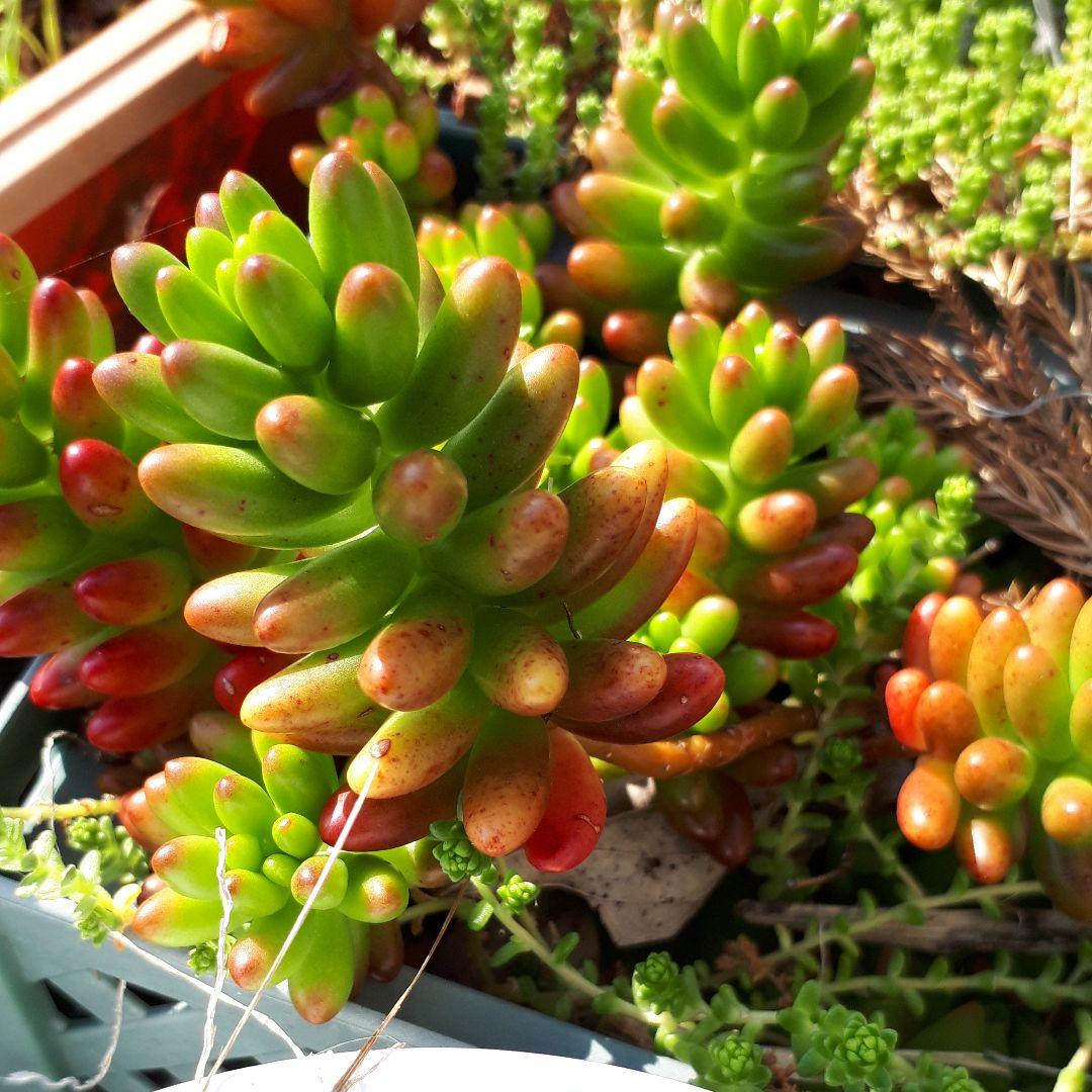 多肉植物　組み合わせ自由