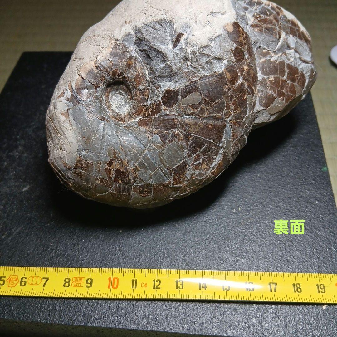 北海道産アンモナイト母岩付き群生化石