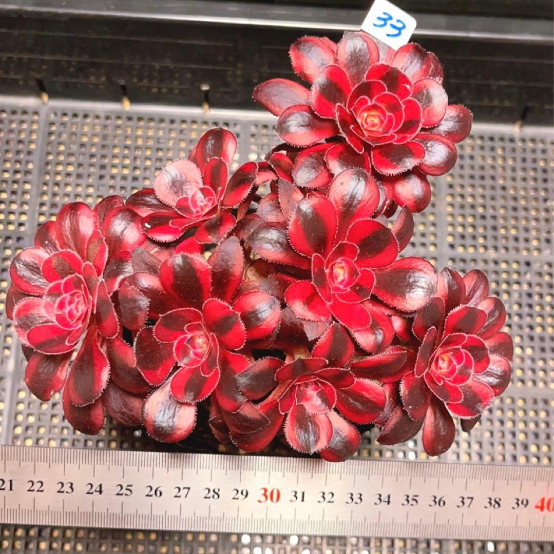 33#多肉植物アエオニウム錦❤️ シャネル❤️7頭 18cm拨き苗