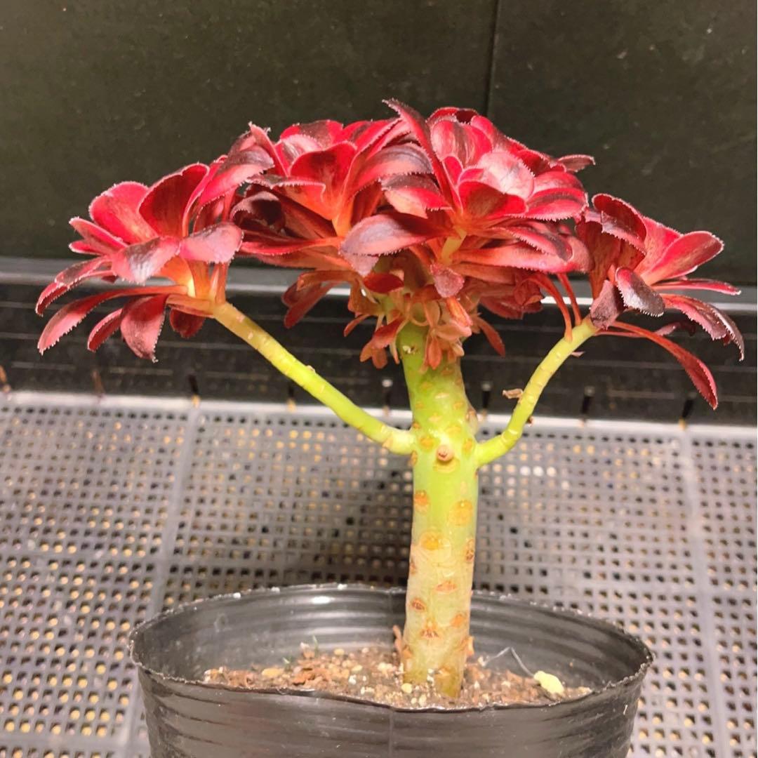 33#多肉植物アエオニウム錦❤️ シャネル❤️7頭 18cm拨き苗