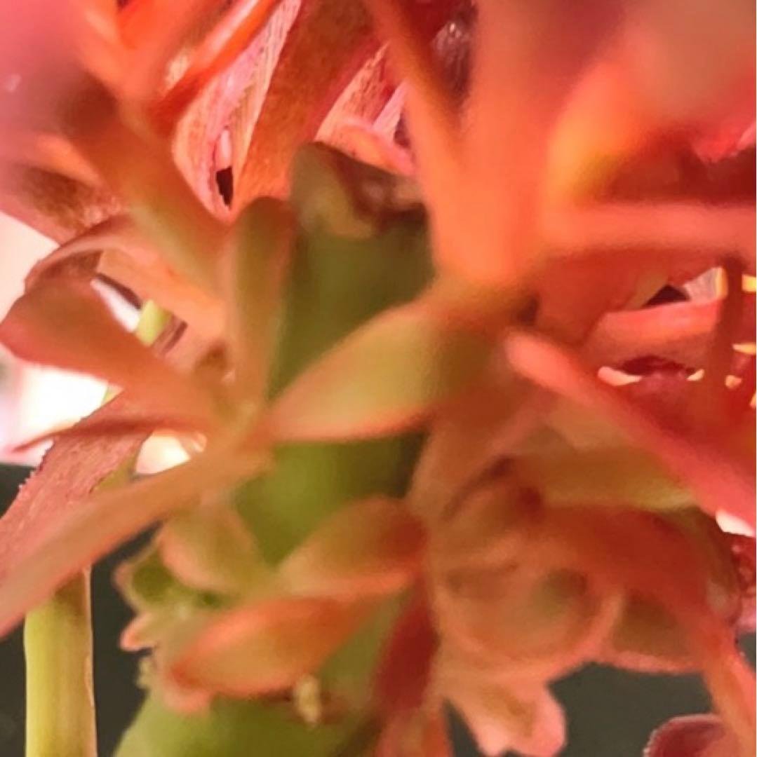 33#多肉植物アエオニウム錦❤️ シャネル❤️7頭 18cm拨き苗