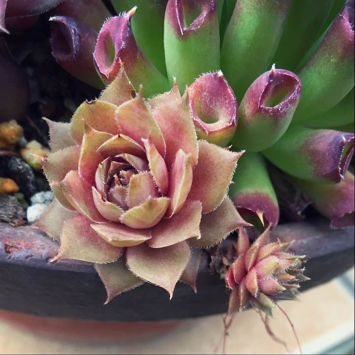 若葉 赤系名無し センペルビウム 多肉植物 抜き苗 根付き