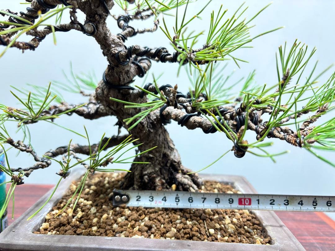 黒松　盆栽②