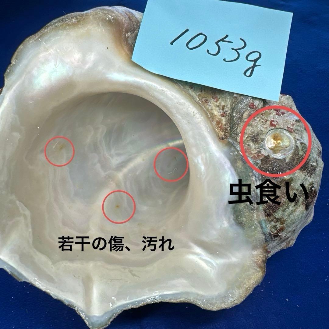 夜光貝　ヤコウ貝　まとめ売り　14個　14、7kg アクセサリー　ルア