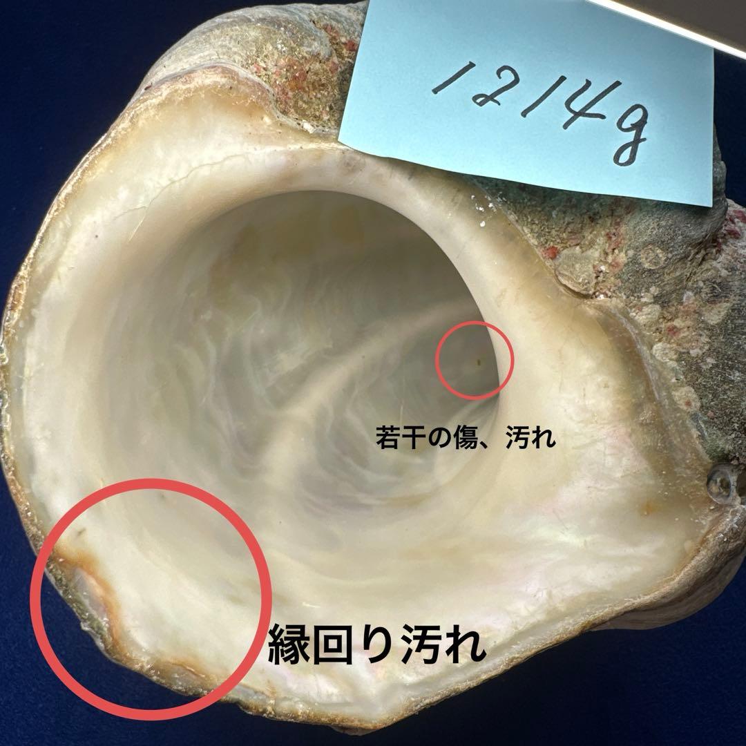 夜光貝　ヤコウ貝　まとめ売り　14個　14、7kg アクセサリー　ルア