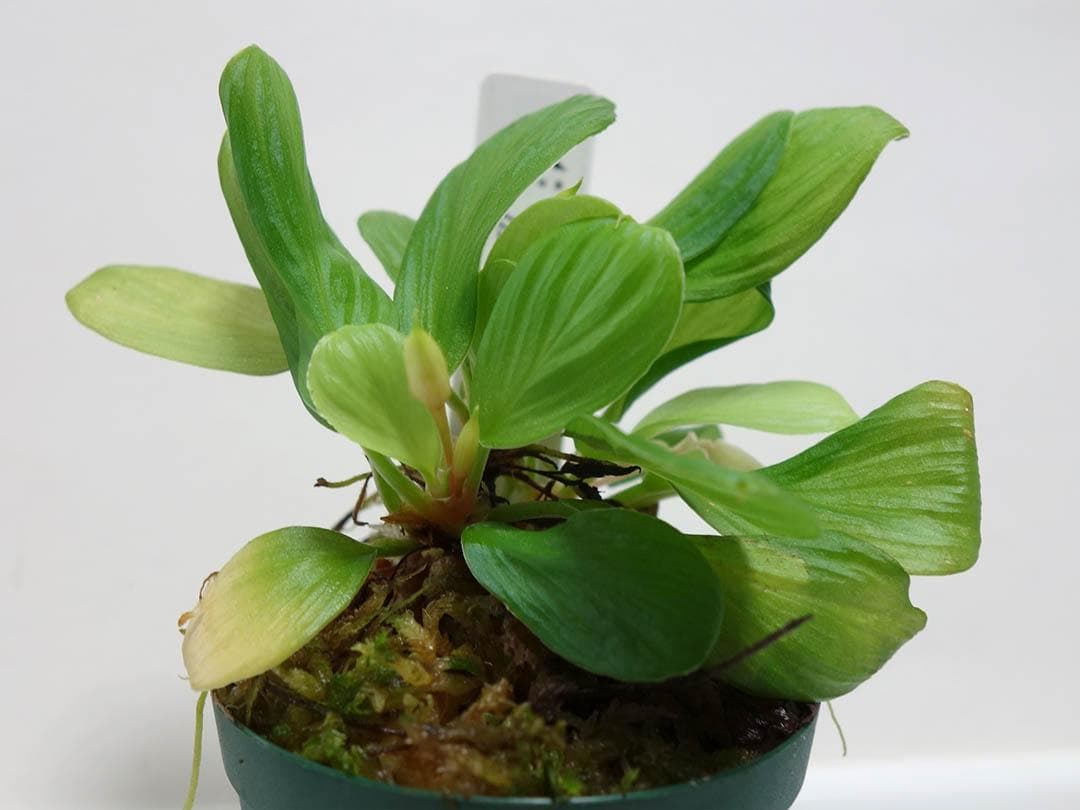 【お問合せ・確認用】植物全般（多肉、球根、水草、熱帯植物等）