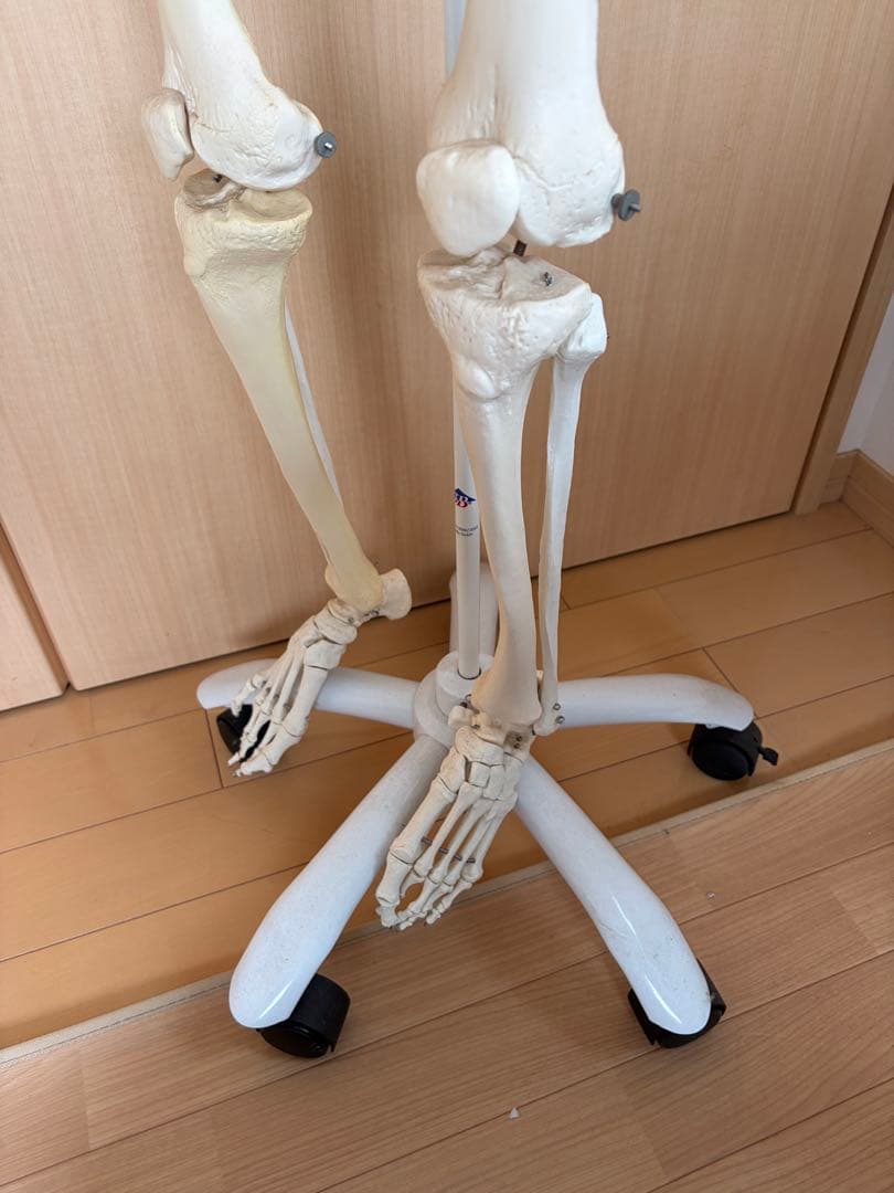 3B Scientific 人体骨格模型 直立型& 人体模型 脊椎模型 セット
