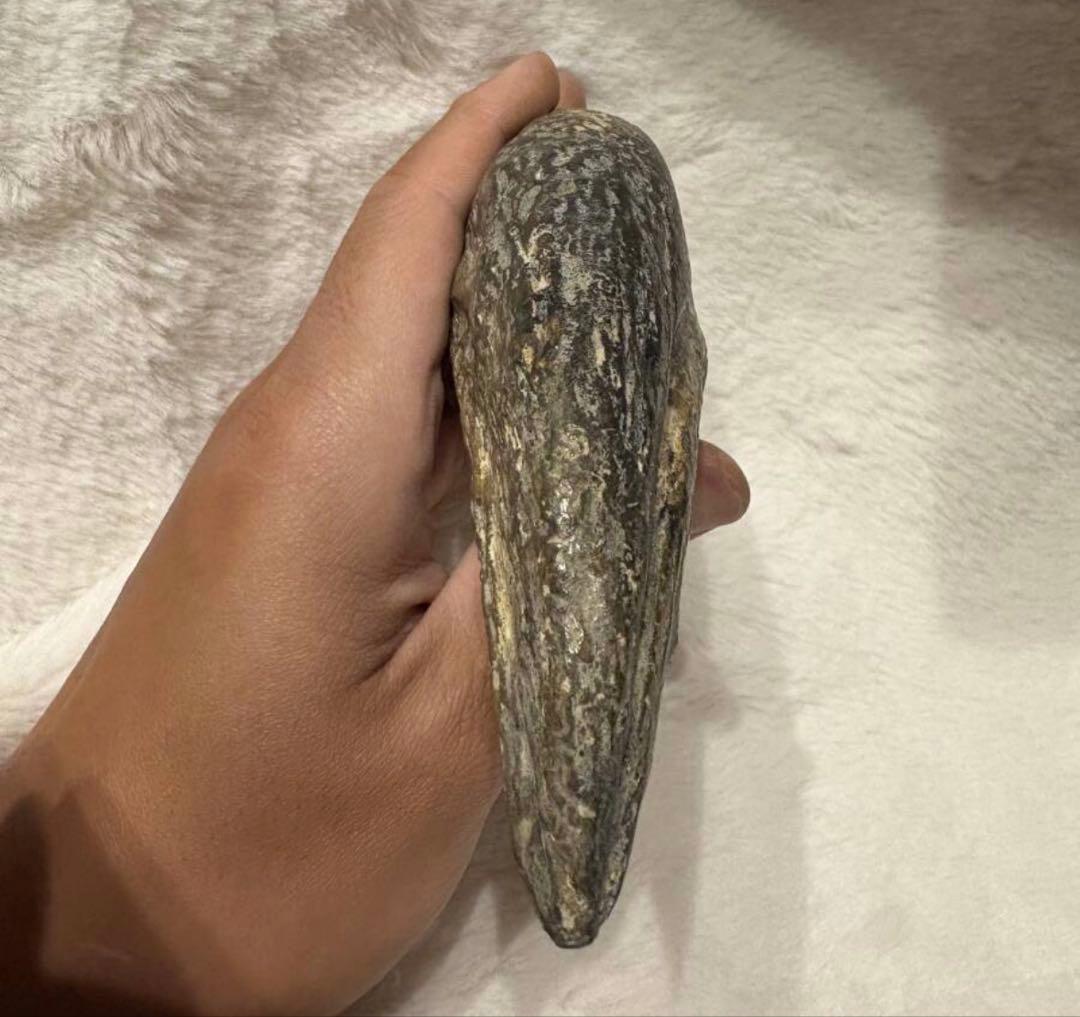 ニジェールのスコミムスのフットクロウ　化石　恐竜　/スピノサウルス　モササウルス