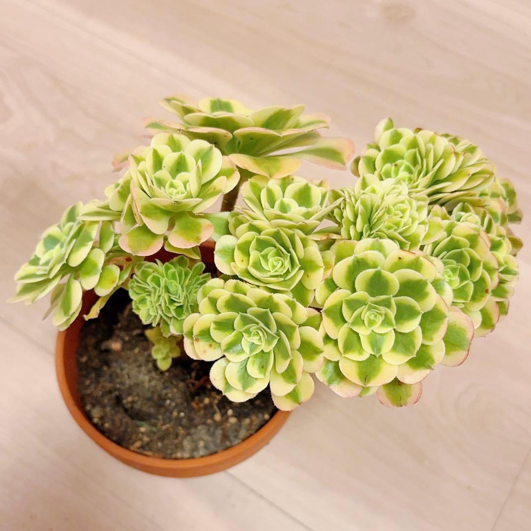 58#多肉植物アエオニウム錦❤️ グリーンメデューサセッカ❤️ 25cm 拔き苗