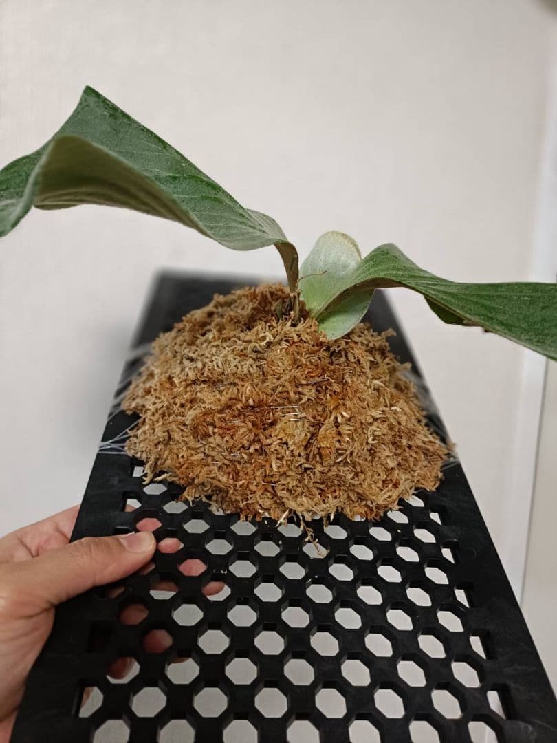 ビカクシダ　Platycerium elephantotis