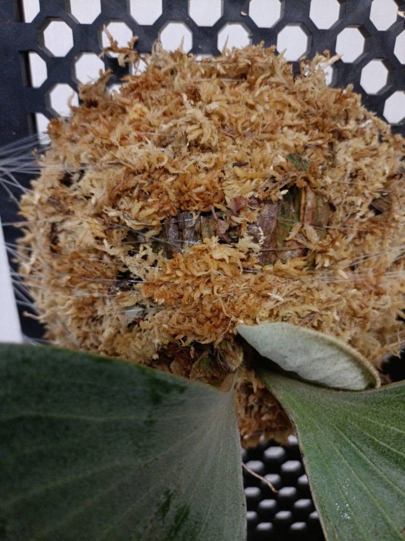 ビカクシダ　Platycerium elephantotis