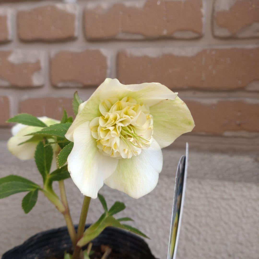 曽田園芸✨セミダブル✨開花株✨オフホワイト✨良型
