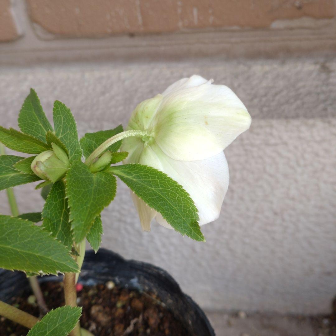 曽田園芸✨セミダブル✨開花株✨オフホワイト✨良型