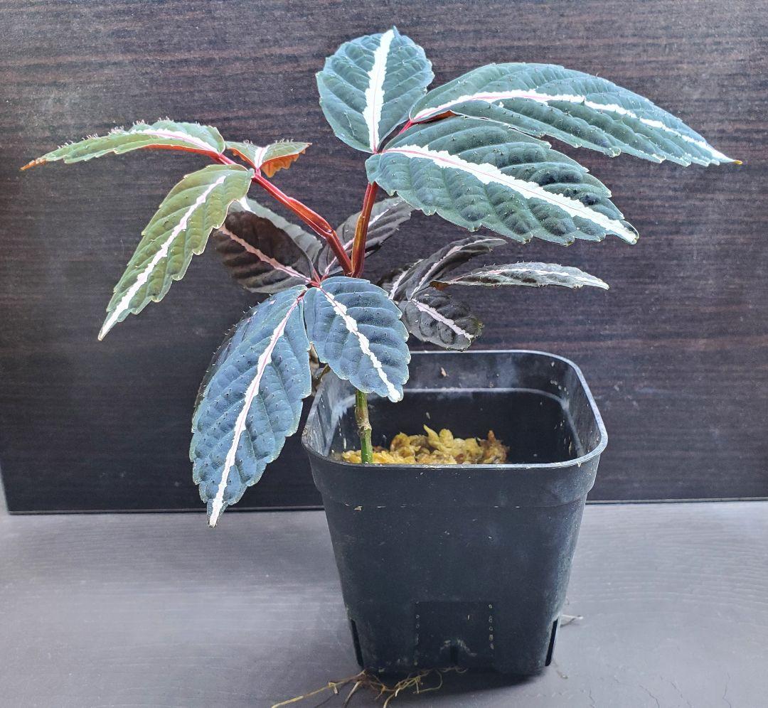 リーア アマビリス セカダウ 熱帯植物 パルダリウム ジメジメ系植物