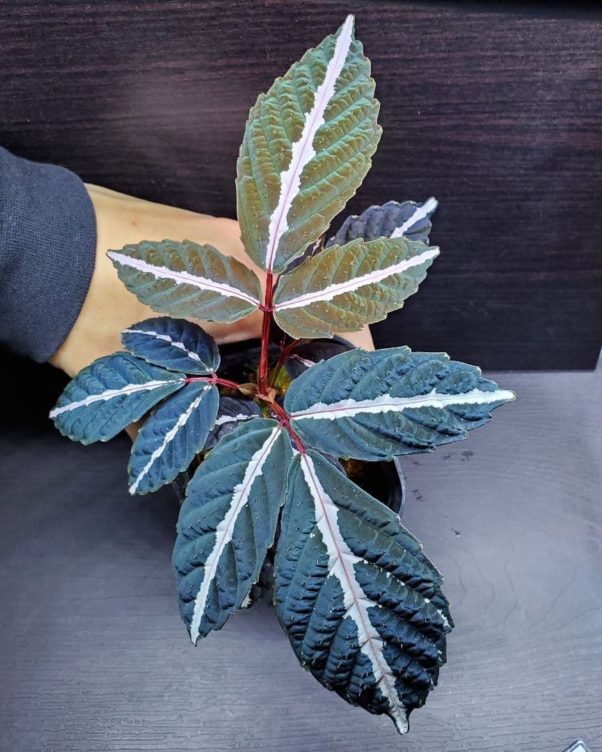 リーア アマビリス セカダウ 熱帯植物 パルダリウム ジメジメ系植物