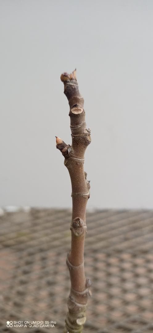 イチジク苗木　「　MAIOLINO　」2-12