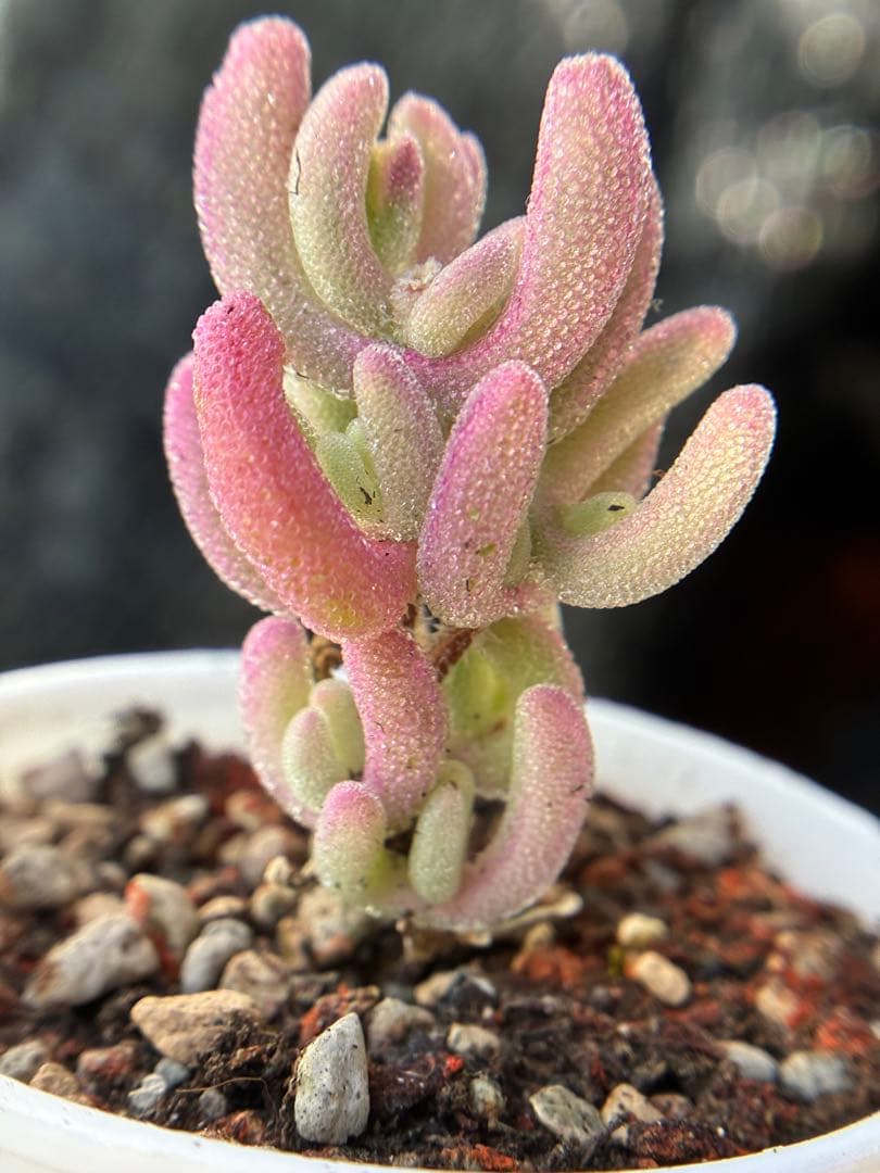 新入荷　超レア ドロサンテマ 超キラキラ Purple flash 抜き苗１株