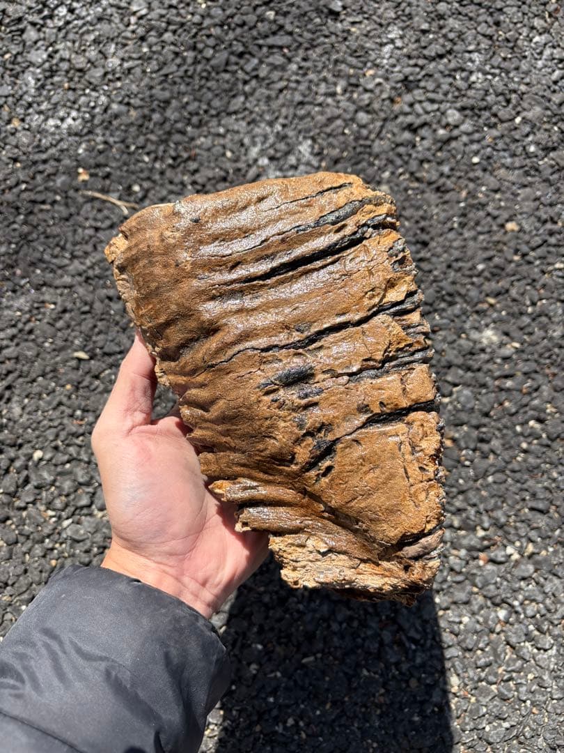 20cm マンモスの歯　化石