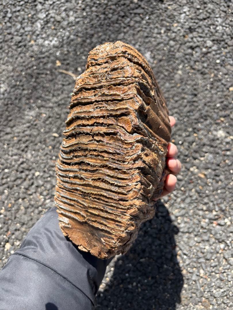 20cm マンモスの歯　化石