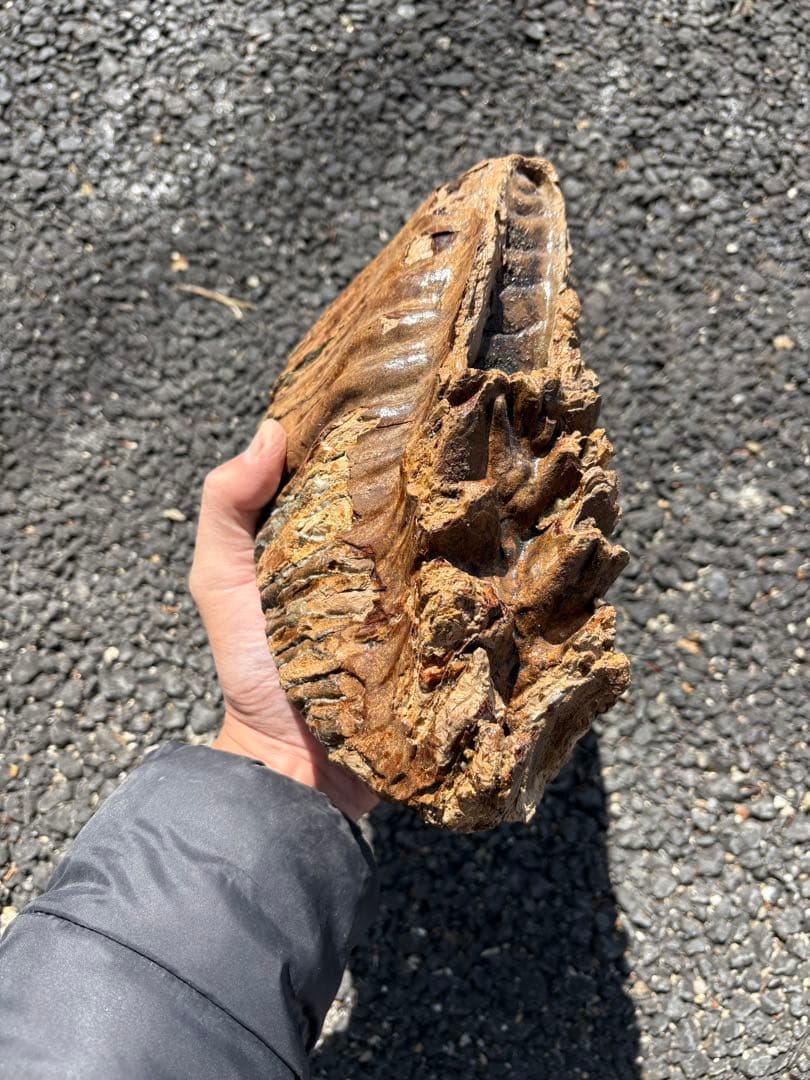20cm マンモスの歯　化石
