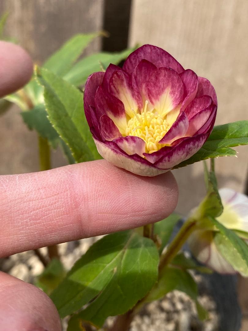 レッドイルミリオン　加藤農園