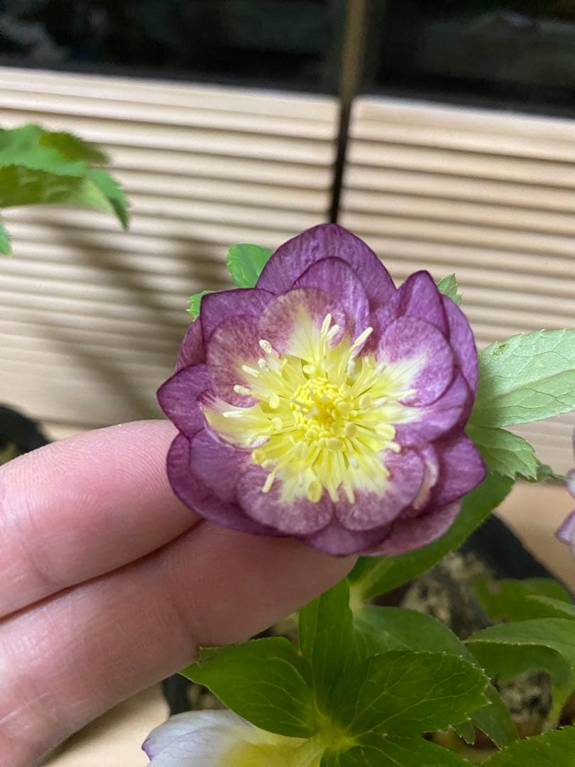 レッドイルミリオン　加藤農園