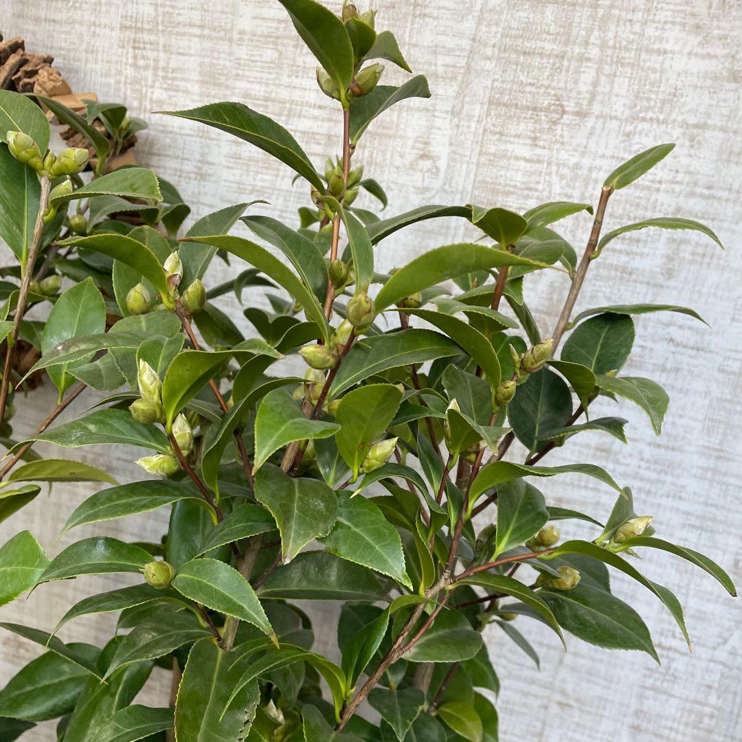 週末特価！5鉢価格！椿　苗　苗木　八重咲き　津川絞　縞千鳥　花見笠　4号鉢