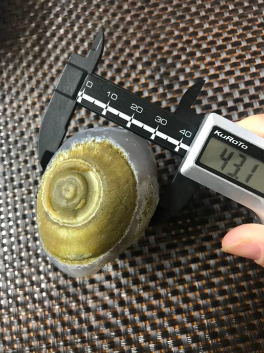 ゴビ石−440 ゴビ瑪瑙　原石　眼石＆花眼