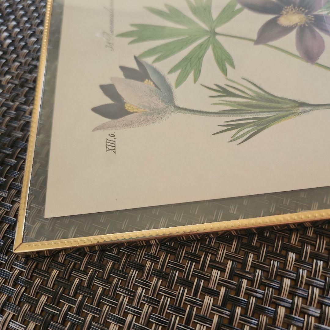 ボタニカルアート　植物画　アンティーク　リトグラフ　インテリア　植物図鑑　29