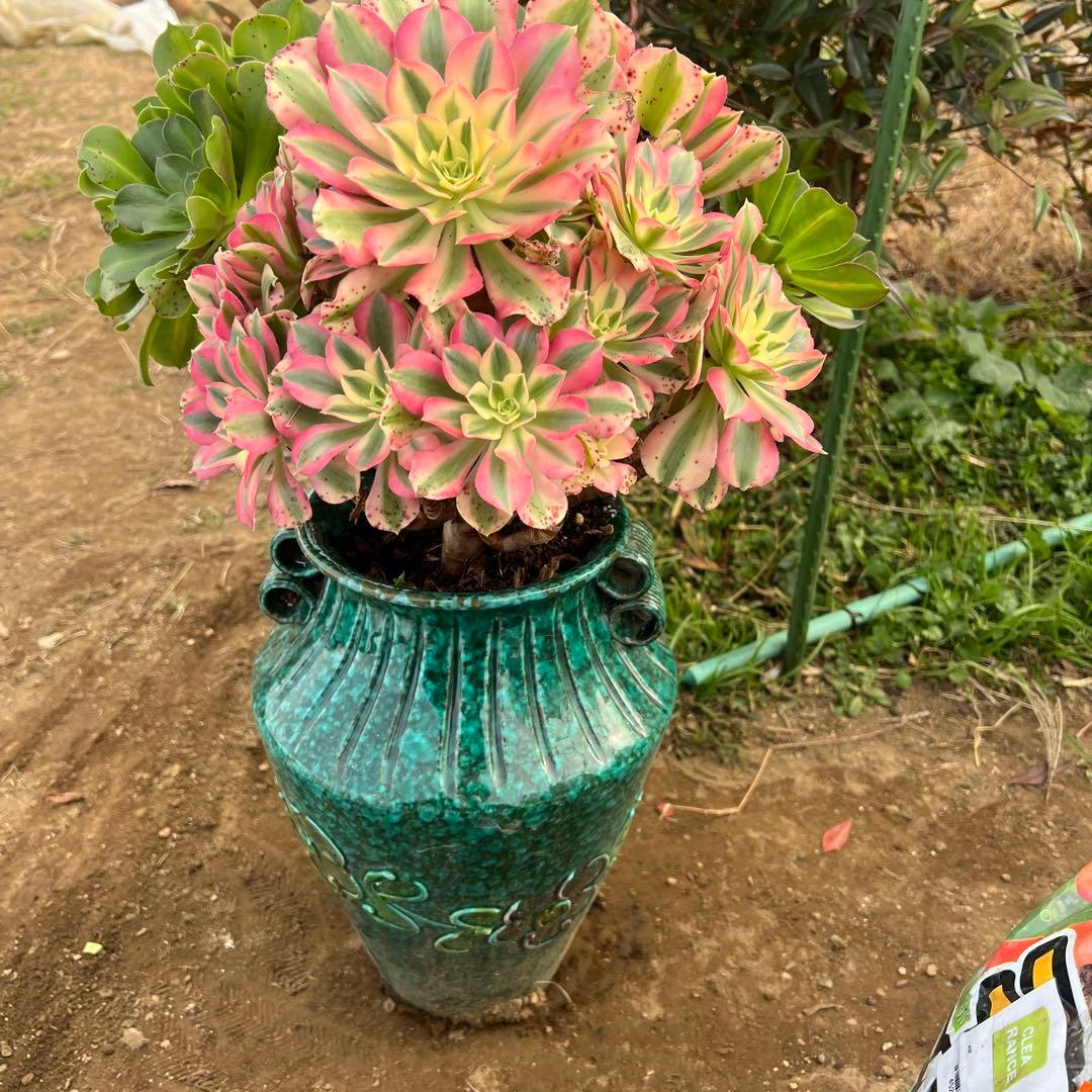 多肉植物。 ピンク魔女七彩法師錦。群生