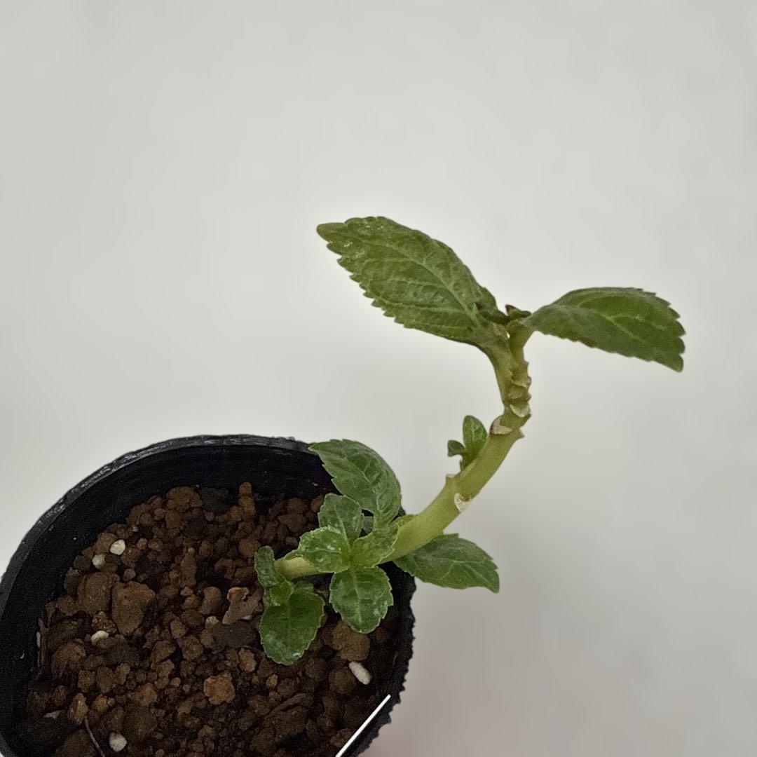 アクア