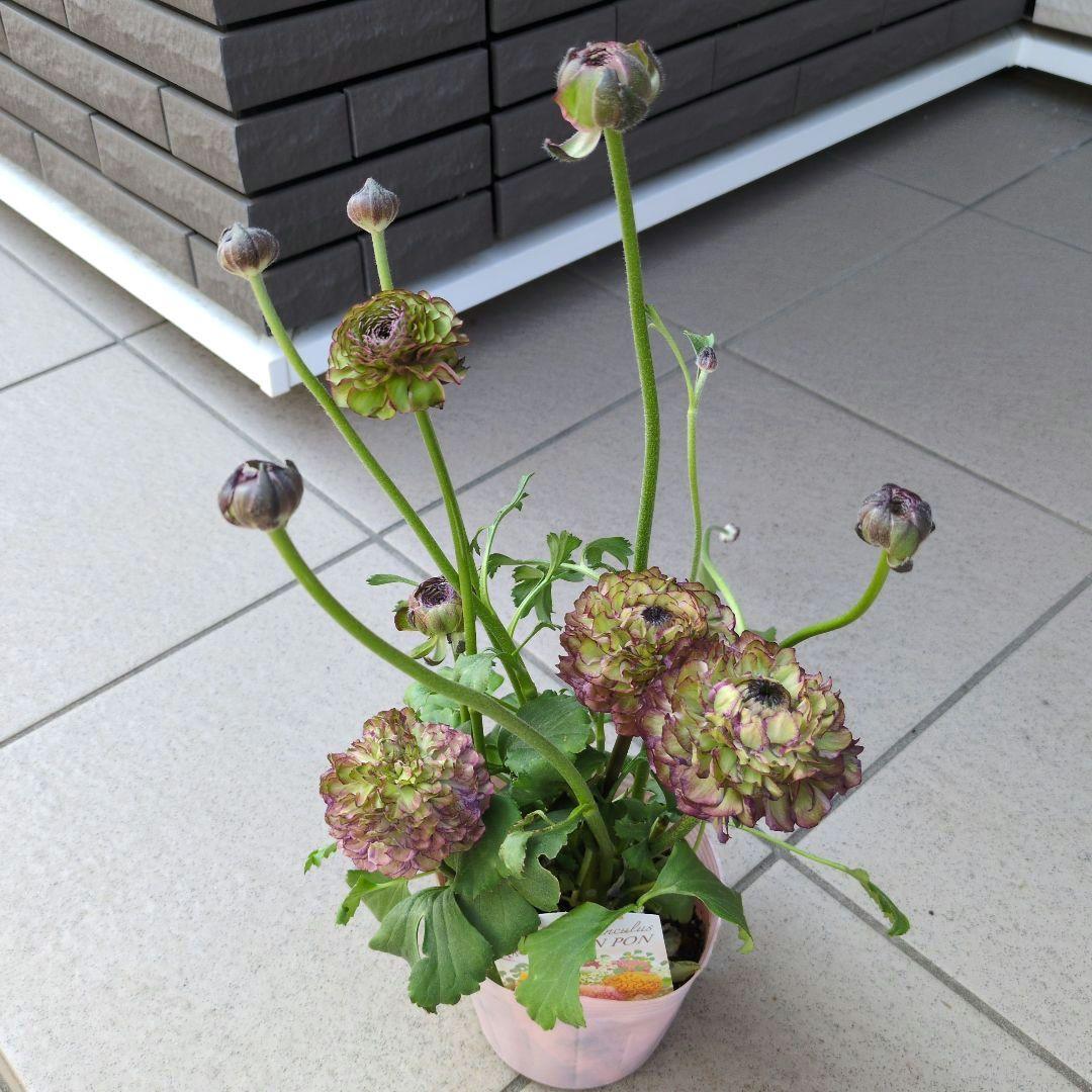 花苗　ラナンキュラス　ポンポン　４号　３ポットセット　花芽付き