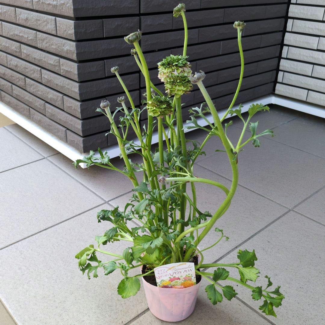 花苗　ラナンキュラス　ポンポン　４号　３ポットセット　花芽付き