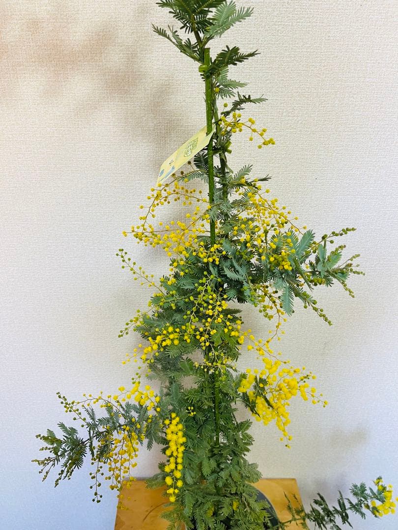 ✨【花芽付き】1m超えミモザ苗｜春すぐ開花✨希少サイズ✨　う